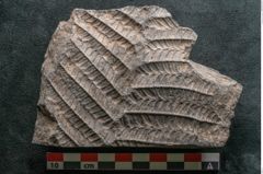 Foto (Detailansicht) von Plantae indet.  (NHMW-GEO-2024-0188-11520)